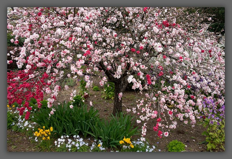 Cherry Blossoms ©zoomonby.com
