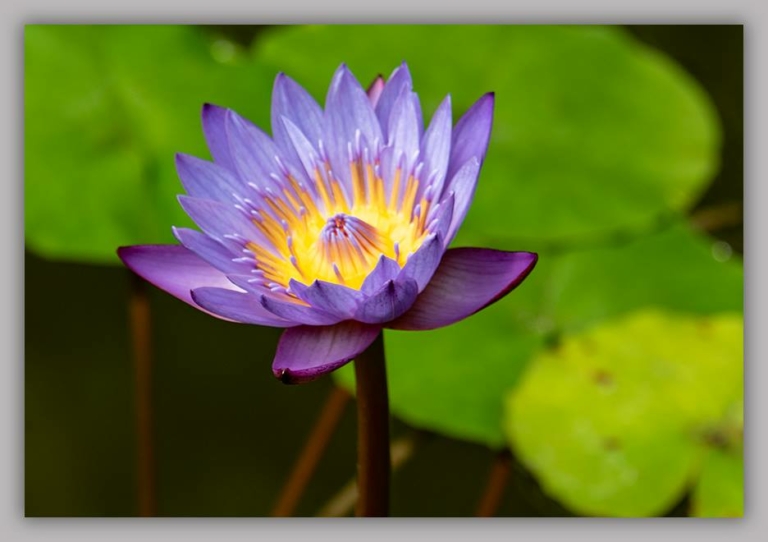 Lotus Blossom ©zoomonby.com